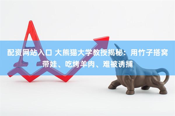 配资网站入口 大熊猫大学教授揭秘:用竹子搭窝带娃、吃烤羊肉、难被诱捕