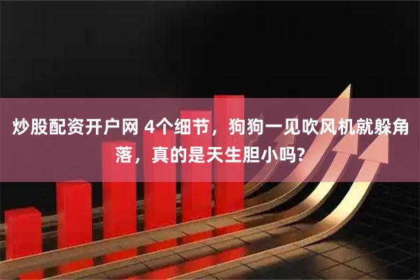 炒股配资开户网 4个细节,狗狗一见吹风机就躲角落,真的是天生胆小吗?