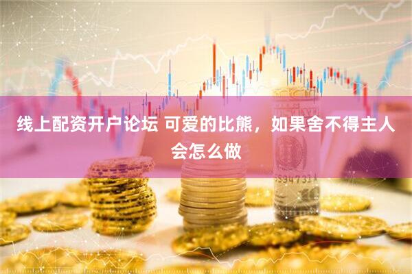 线上配资开户论坛 可爱的比熊,如果舍不得主人会怎么做